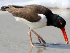 (American Oystercatcher) foraging (American Oystercatcher) foraging