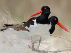 (American Oystercatcher) pair (American Oystercatcher) pair
