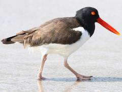 (American Oystercatcher) walking (American Oystercatcher) walking
