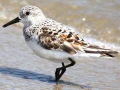 (Sanderling) wading (Sanderling) wading