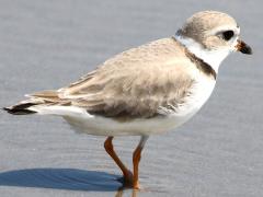 (Piping Plover) wading (Piping Plover) wading
