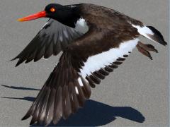 (American Oystercatcher) flying (American Oystercatcher) flying
