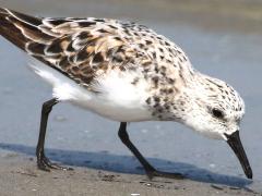 (Sanderling) forages (Sanderling) forages
