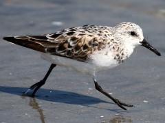 (Sanderling) running (Sanderling) running