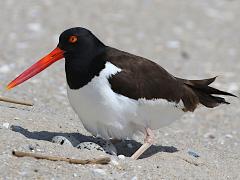 (American Oystercatcher) eggs (American Oystercatcher) eggs
