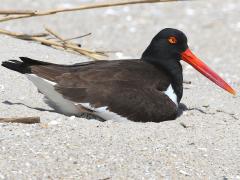 (American Oystercatcher) nest (American Oystercatcher) nest