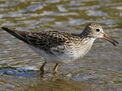 (Pectoral Sandpiper) foraging (Pectoral Sandpiper) foraging