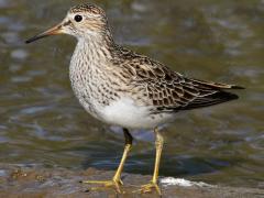 (Pectoral Sandpiper) standing (Pectoral Sandpiper) standing
