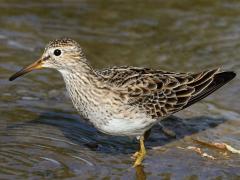 (Pectoral Sandpiper) wading (Pectoral Sandpiper) wading