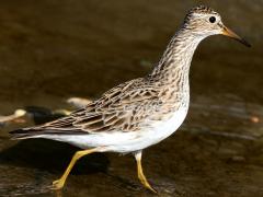 (Pectoral Sandpiper) walking (Pectoral Sandpiper) walking