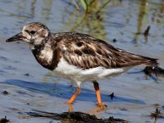 (Ruddy Turnstone) nonbreeding wading (Ruddy Turnstone) nonbreeding wading