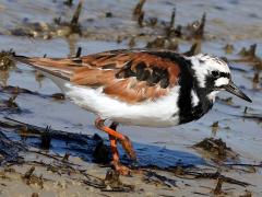 (Ruddy Turnstone) wading (Ruddy Turnstone) wading