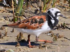(Ruddy Turnstone) walking (Ruddy Turnstone) walking