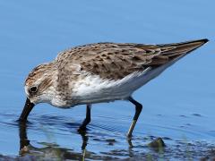 (Semipalmated Sandpiper) forages (Semipalmated Sandpiper) forages
