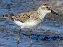 (Semipalmated Sandpiper) standing (Semipalmated Sandpiper) standing