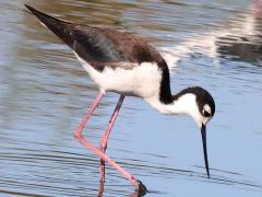 (Black-necked Stilt) forages (Black-necked Stilt) forages