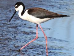 (Black-necked Stilt) walking (Black-necked Stilt) walking
