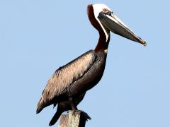 (Brown Pelican) adult standing (Brown Pelican) adult standing