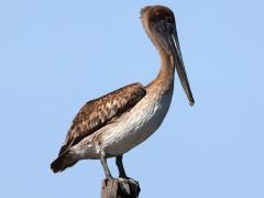 (Brown Pelican) juvenile standing (Brown Pelican) juvenile standing