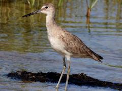 (Willet) wading (Willet) wading