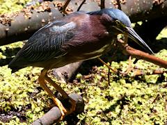 (Green Heron) standing (Green Heron) standing