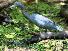 (Little Blue Heron) walking (Little Blue Heron) walking