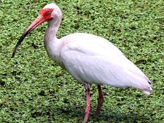 (White Ibis) standing (White Ibis) standing