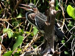 (Green Heron) calling (Green Heron) calling