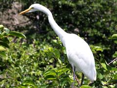(Great Egret) standing (Great Egret) standing