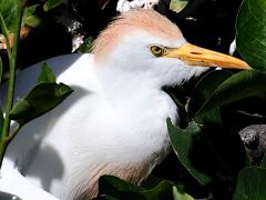 (Western Cattle Egret) bust (Western Cattle Egret) bust