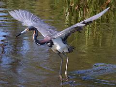 (Tricolored Heron) dancing (Tricolored Heron) dancing