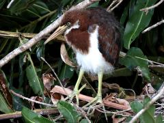 (Tricolored Heron) juvenile frontal (Tricolored Heron) juvenile frontal