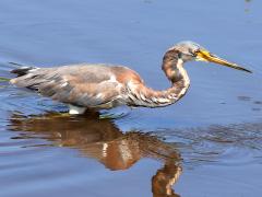(Tricolored Heron) juvenile wading (Tricolored Heron) juvenile wading