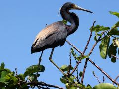 (Tricolored Heron) perching (Tricolored Heron) perching