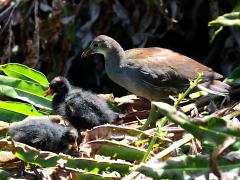 (Common Gallinule) family (Common Gallinule) family