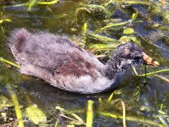 (Common Gallinule) juvenile (Common Gallinule) juvenile