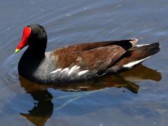 (Common Gallinule) swimming (Common Gallinule) swimming