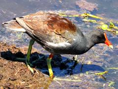 (Common Gallinule) walking (Common Gallinule) walking