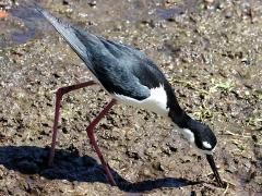 (Black-necked Stilt) forages (Black-necked Stilt) forages