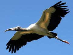 (Wood Stork) gliding (Wood Stork) gliding