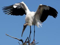 (Wood Stork) tiptoe (Wood Stork) tiptoe