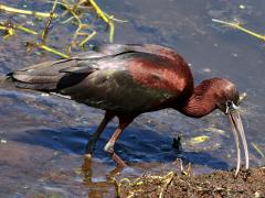 (Glossy Ibis) forages (Glossy Ibis) forages