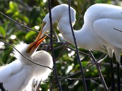 (Great Egret) feeding chick (Great Egret) feeding chick