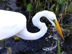 (Great Egret) splash (Great Egret) splash