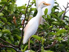 (Western Cattle Egret) perching (Western Cattle Egret) perching