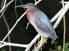 (Green Heron) perching (Green Heron) perching
