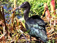 (Glossy Ibis) juvenile (Glossy Ibis) juvenile
