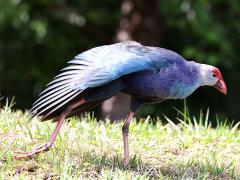 (Grey-headed Swamphen) balance (Grey-headed Swamphen) balance