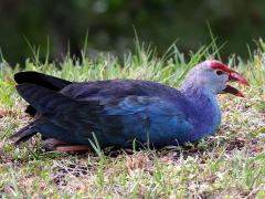 (Grey-headed Swamphen) calling (Grey-headed Swamphen) calling