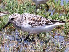 (Sanderling) wading (Sanderling) wading